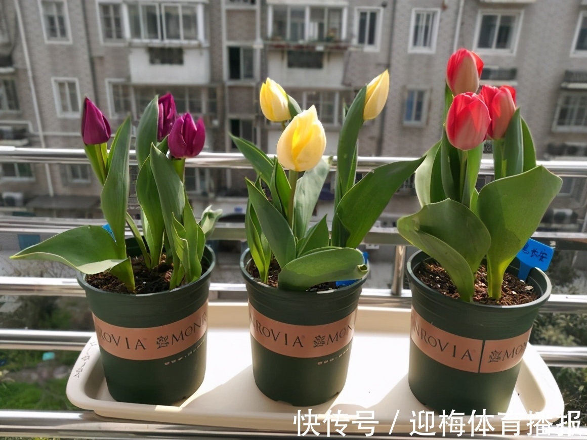 毒花|你养的花，可能是“毒花”，盘点8种常见毒花