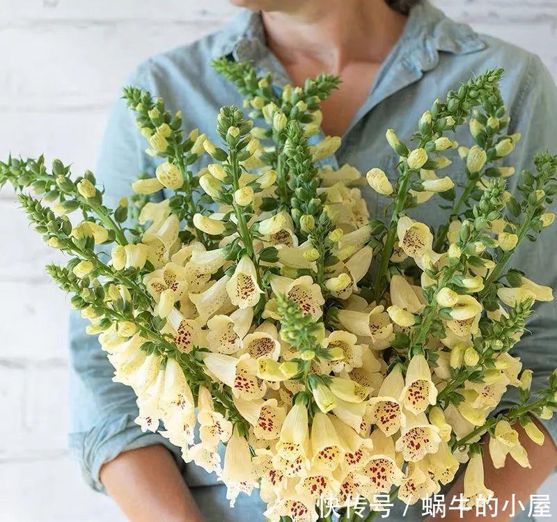 名字土掉渣、开花却很漂亮的8种花,你家养过几种?