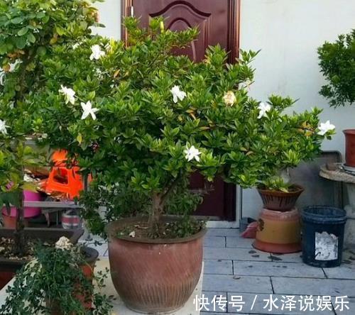 发酵|橘子皮还能用来养花,吃剩的橘子皮这么处理,植物疯长立刻爆