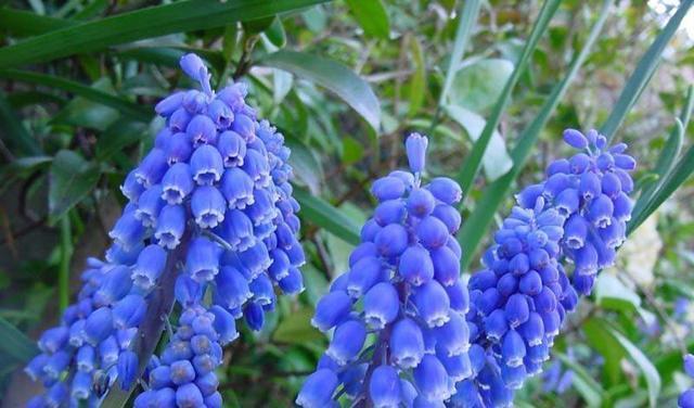 长长“蓝莓”挂枝头,晒晒太阳开出满枝花,原来它是风信子