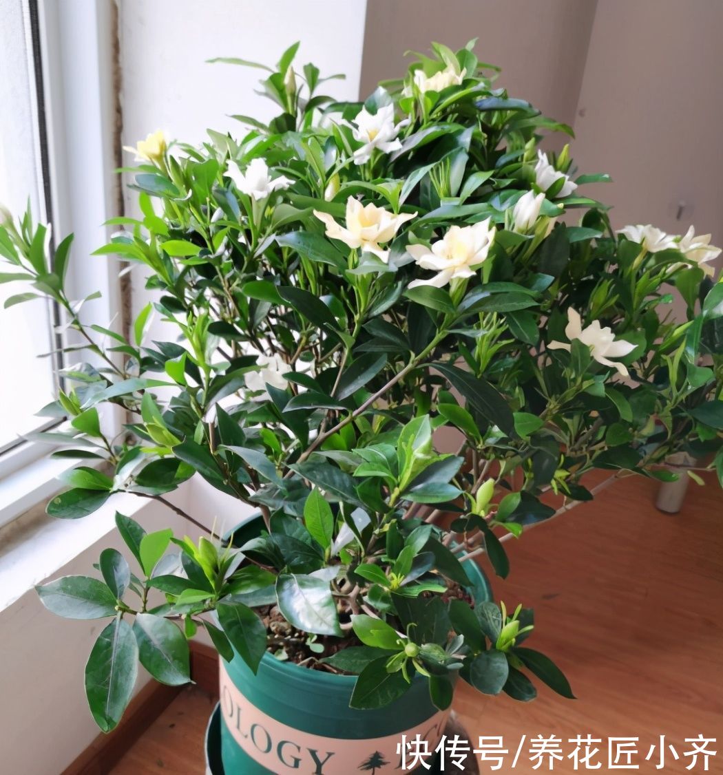 漂亮|4种植物开花漂亮，想要接着再开花，修剪才能开爆盆