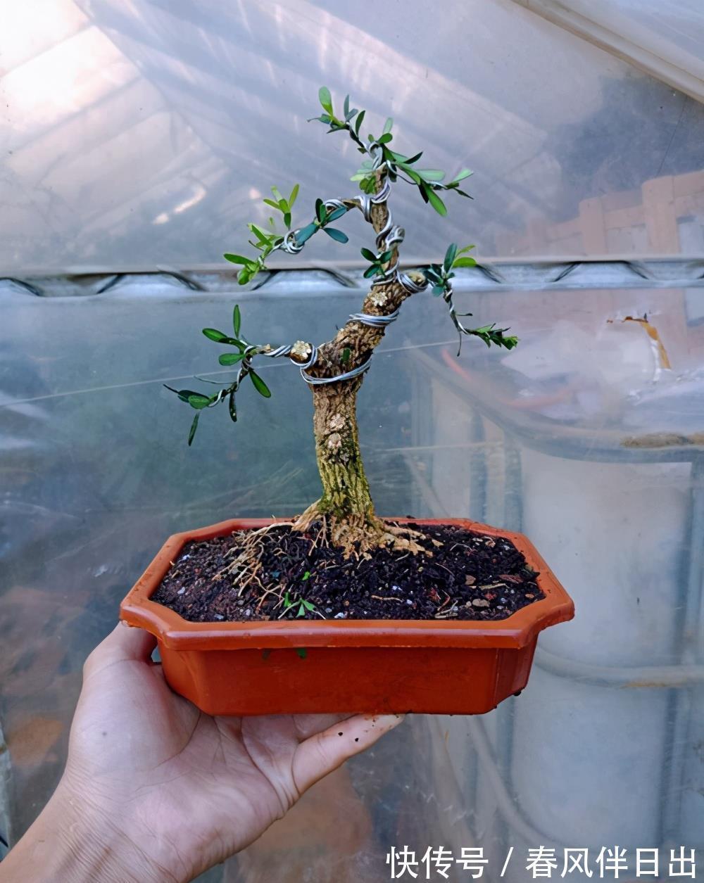 黄杨|黄杨盆景很特别,日常养护要学会,越养越值钱