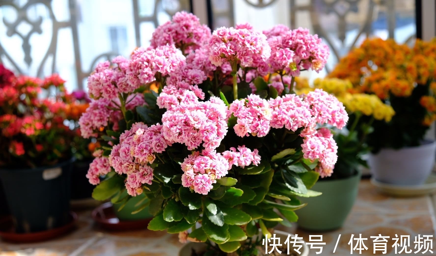 养长寿花不能“懒”,做好4要点,一茬接一茬开不停,尤其是第3点