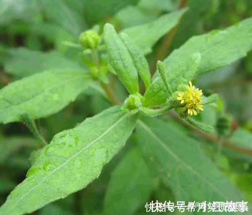 杂草|这草全身是宝,可惜大家都当杂草,晒干泡水好处多,别不知价值