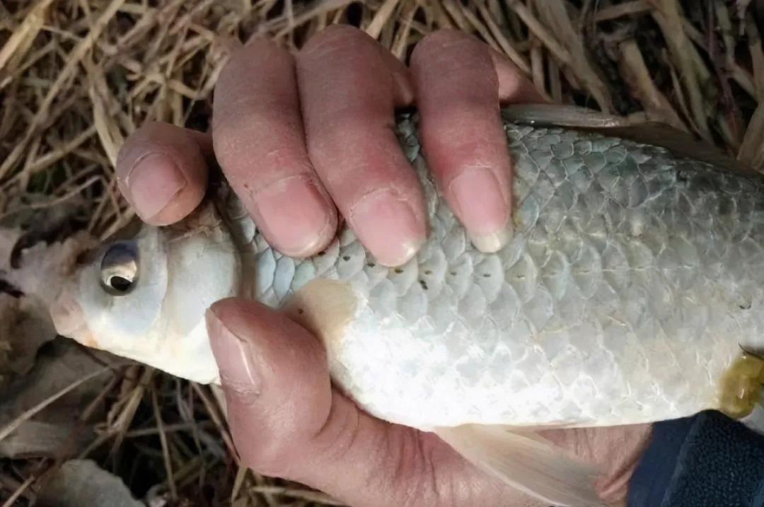 大鲫鱼怎么也不上钩？那是你没用这3招，现在试用，不信你不服