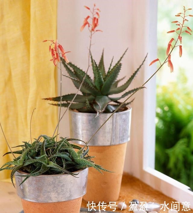 如果你家芦荟长这东西,别剪掉,请珍惜,比较少见!
