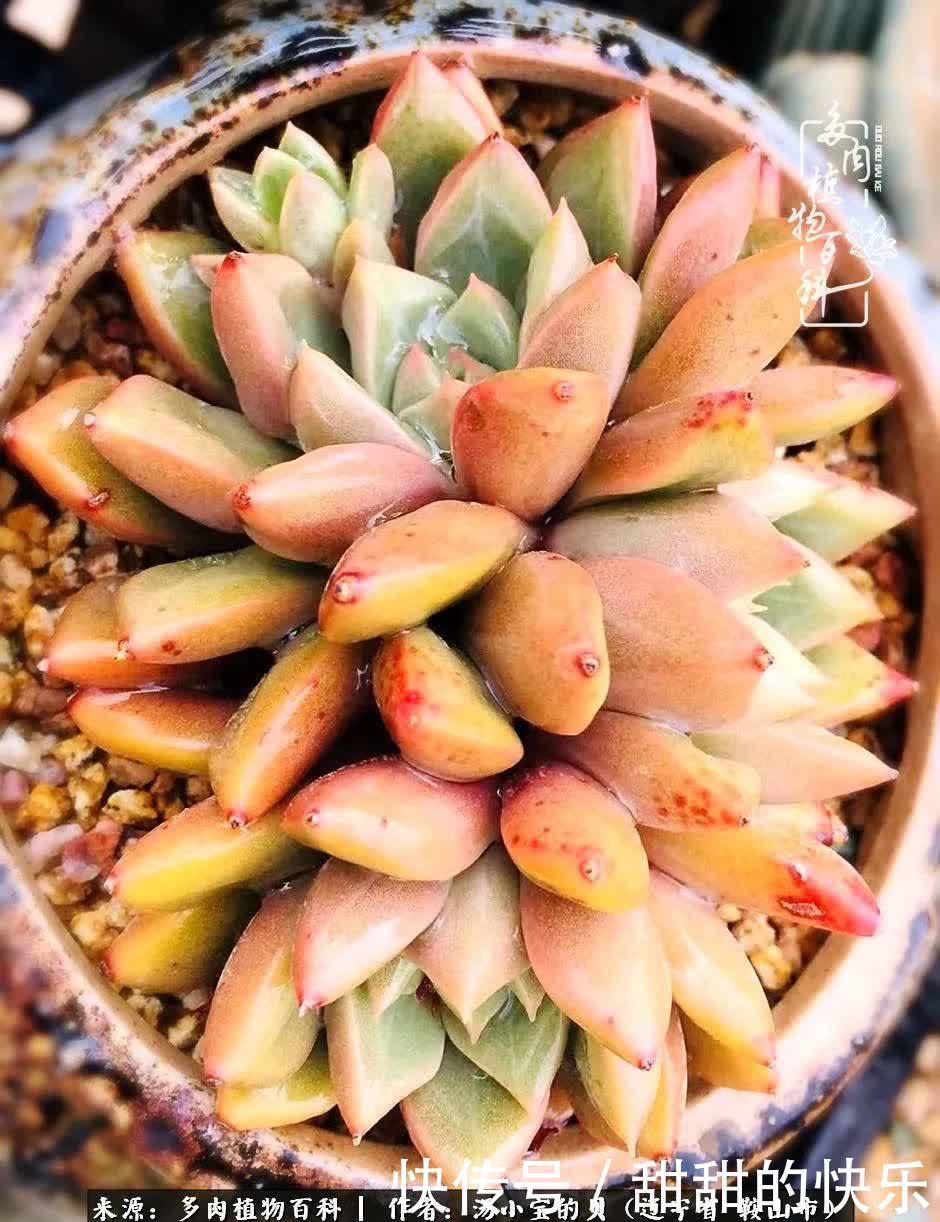 蚧壳虫|远嫁他乡,多肉是我孤寂时最美的陪伴!