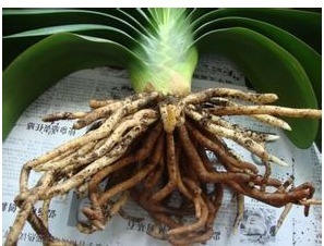 老花农养花秘诀给君子兰喝一勺，不烂根、叶绿花艳！非常漂亮