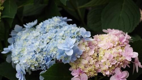 绣球花|托尼老师教您修剪绣球花,记住简单两点,拿剪刀的手再也不抖啦