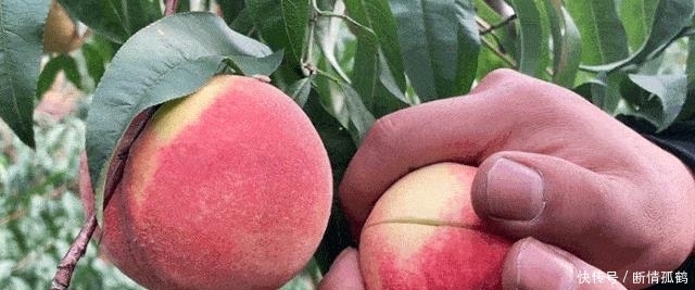 特别|在云南大理,有一种水果经历了春夏秋冬,现在吃正当时,脆甜多汁