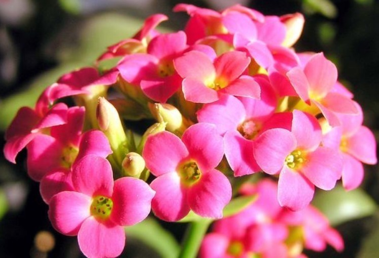 积水|长寿花开花少教你3个“小妙招”,花苞蹭蹭长,花多漂亮又艳丽