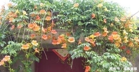 若是有个院子，定要养上此4种花，养成花海，一进院就迷住