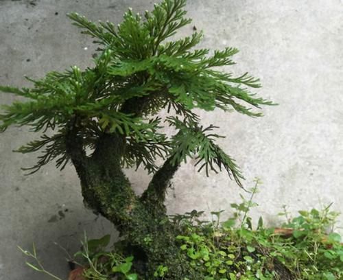 有情怀的人,家里少不了3种盆景,养30年不过时