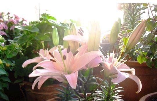 这种花,1颗“球”种满一花盆,有水就活,一开花就成团,香满屋