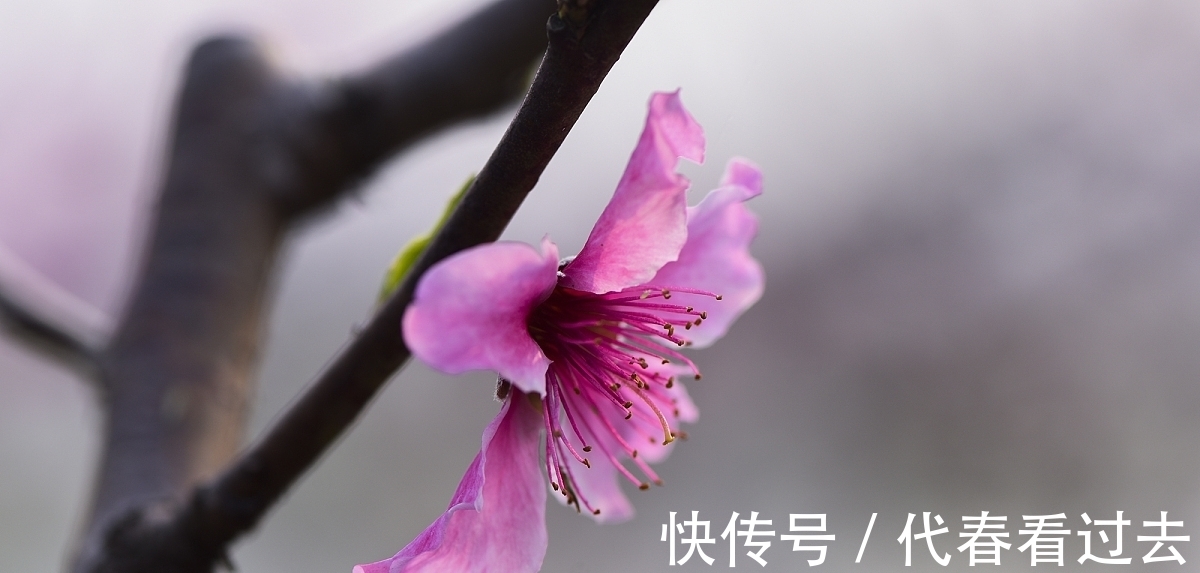 杨柱|杨柱诗词十首:嵌句偶拾(辘轳体)人面桃花相映红