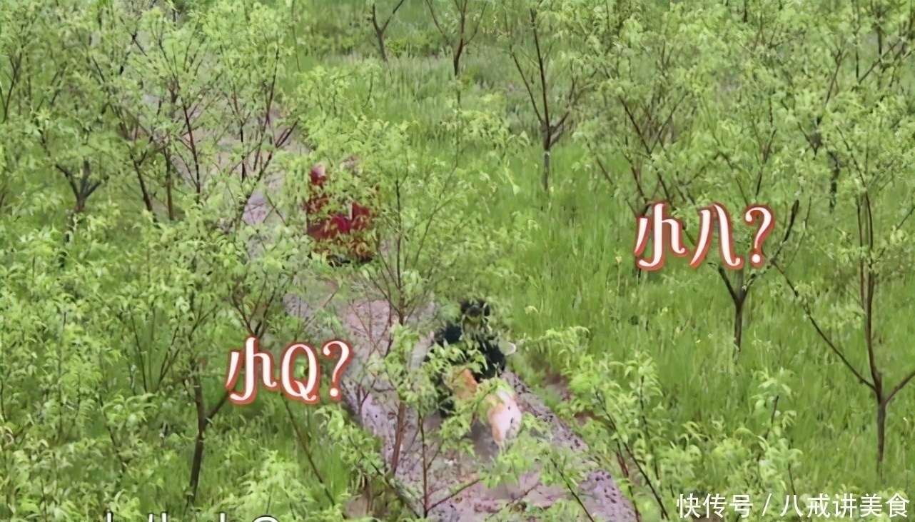 小o|自称是《向往的生活》粉丝,杨紫的频频“翻车”,却让人尴尬至极