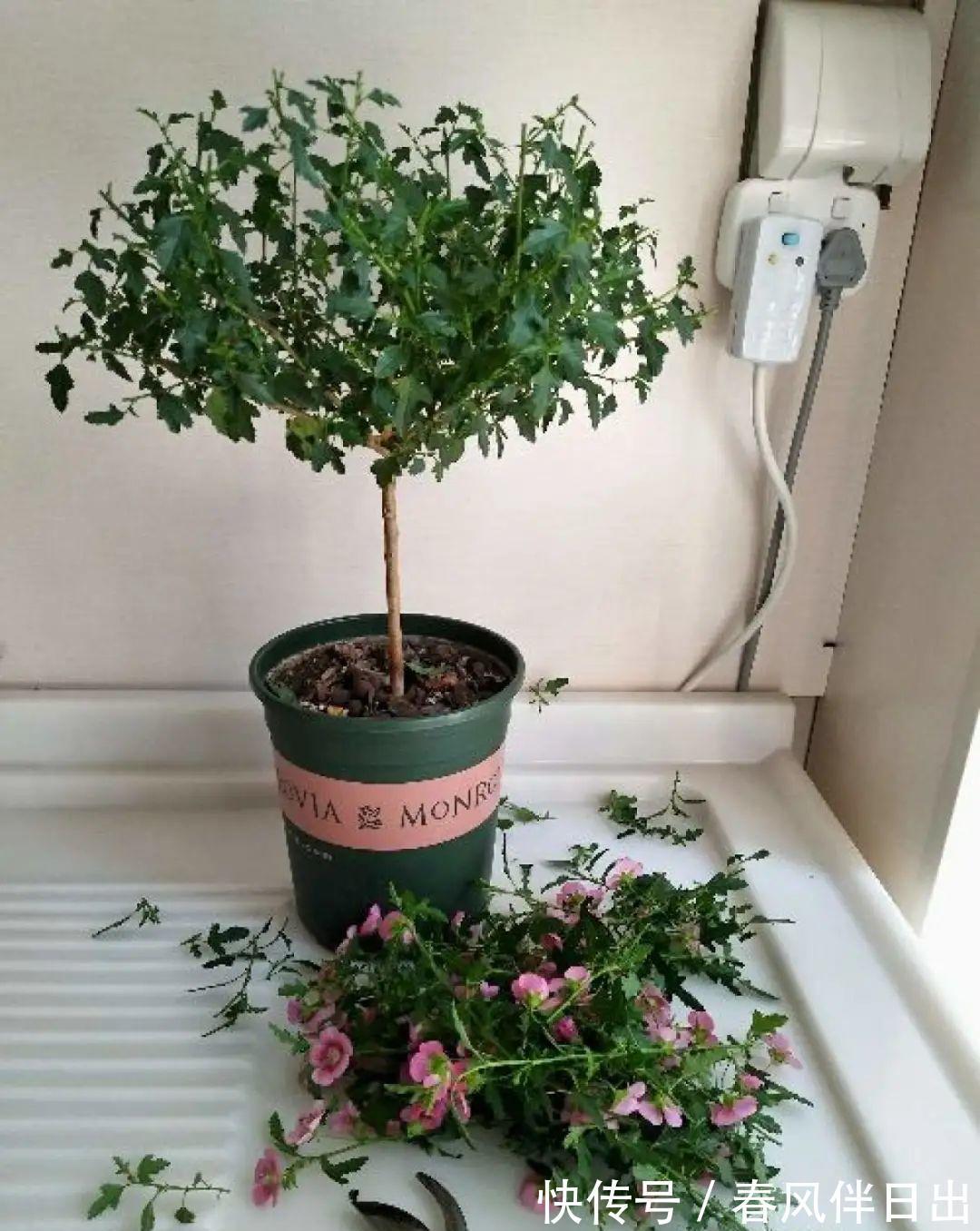 施肥|8种花赶紧剃头，剃得越狠，开花越多