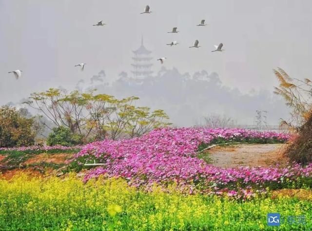 今夏第一波荷花开了，美不胜收！地点就在……