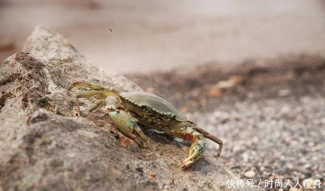 在三门“舞爪横行”的青蟹,到了最好吃的时候啦