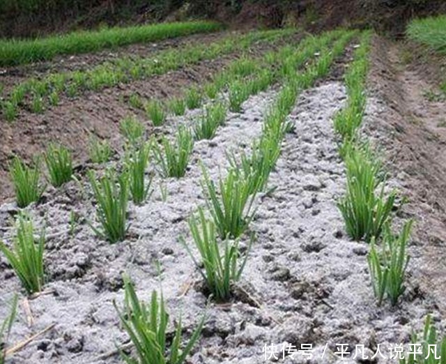  要想韭菜吃不完，掌握两个小妙招，一个星期后又是一茬