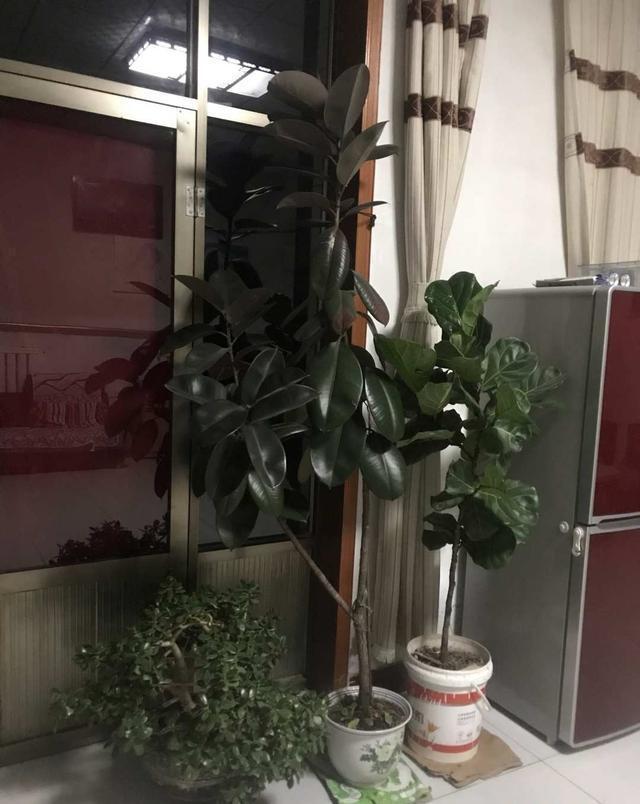 橡皮树|家里养这4种花,就要“虐一虐”,粗管粗放,越长越旺!