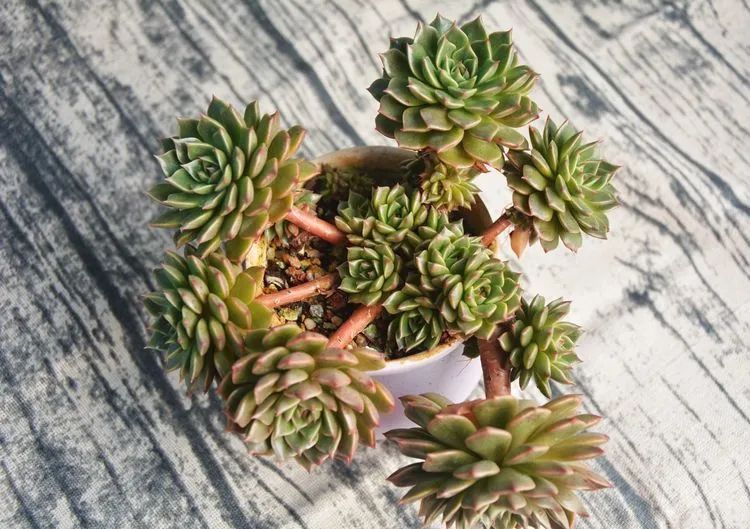 面朝大海的多肉们,在四季变迁中生生不息!