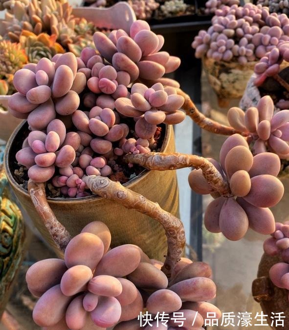 一棵桃蛋能否逆袭,往往看花友否无把握好这6点!