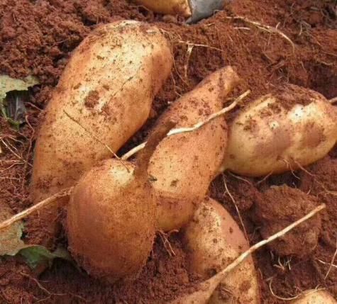 石榴|入冬后,是吃这4种水果的黄金期,价格实惠,营养美味,不吃可惜