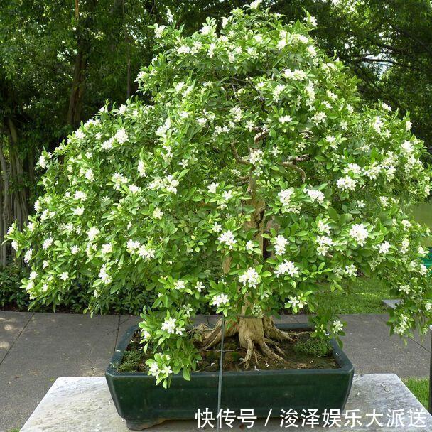 香味|晚上睡不着觉的人,养上这种“花”,香味浓浓,一觉睡到天亮