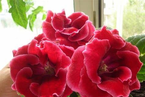 重瓣落雪泥,开花后颜色特别艳丽媲美牡丹