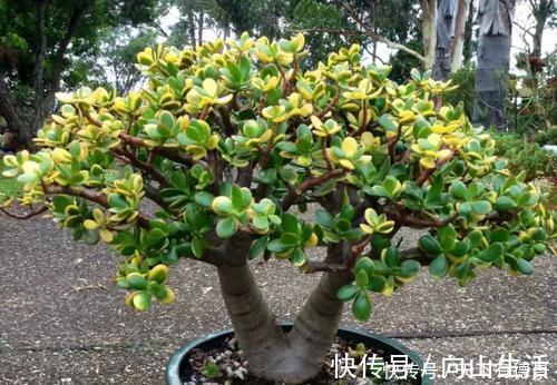 家里养3种花,不能多浇水,否则黄叶又烂根!