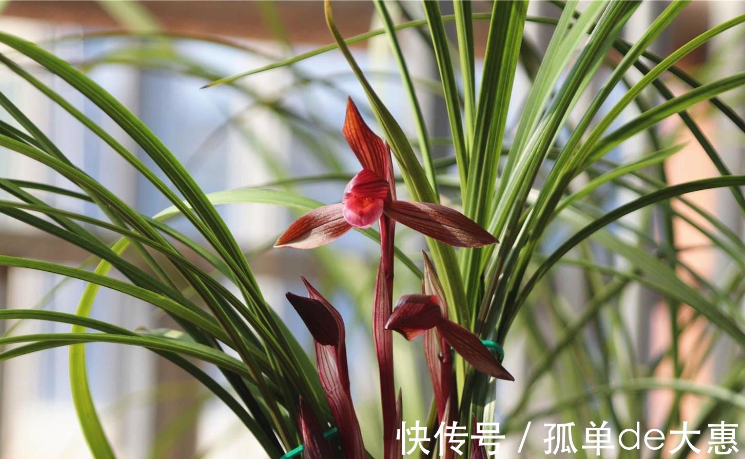 春兰|它是兰花界无法超越的经典，红杆红花，兰香浓郁，新手也能养好