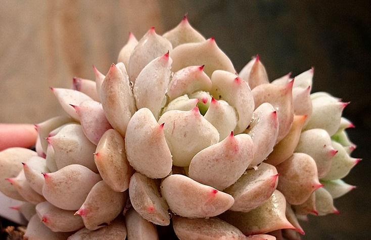 冬天养护多肉红爪,注意这四点,株型紧凑叶尖猩红更诱人