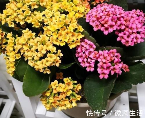 自从学会用蛋壳养花后,家里再没掏过一分钱买肥料