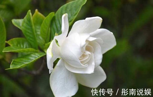 栀子花花期养护你知道吗这几点很重要,否则容易造成花苞脱落