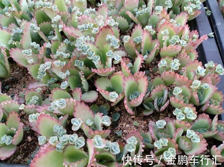 仙人掌|''5种花''是懒人的最爱,有阳光就爆盆,给点水就“疯长”,太好养