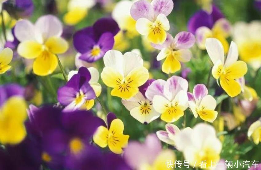 居家就养此款花卉,花大色艳胜玫瑰,芳香四溢,养在家中香飘满屋