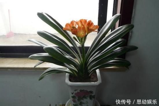 自来水|想要养花不换盆浇水时加点“它”,10年盆土也不会板结,很好