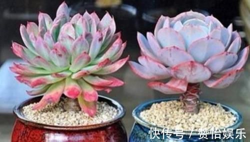 7种花,就得穷养,用破盆,少浇水,丢阳台,越长越旺