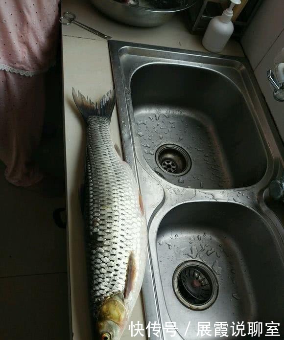 红眼|黄河支流,钓到“怪草鱼”,红眼黄鳃,渔民:黄河力气最大的鱼