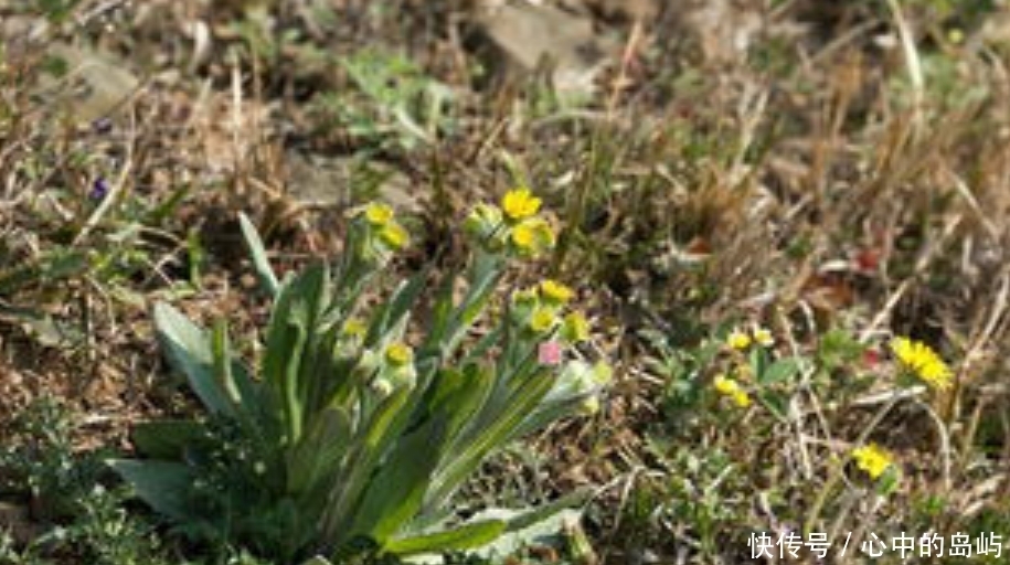 农村一种野草，人称“狗舌头草”，殊不知消炎利尿有特效，请珍惜