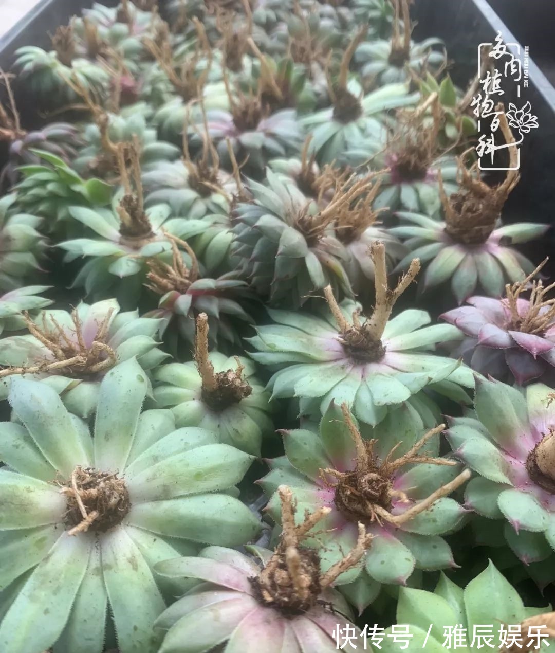 框子|这多肉拼盘这么仙!如何制作达人手把手教你制作长生草拼盘!