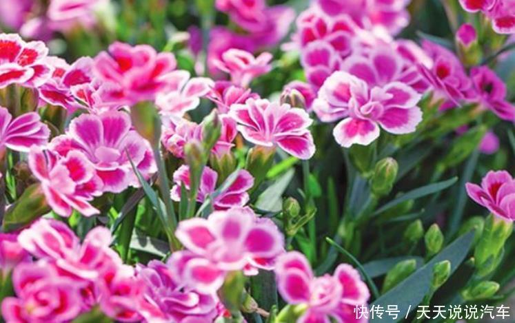 3种花美的出奇,不仅花好看,名字也好听,花开不断!