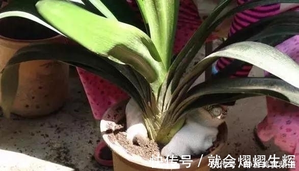 花卉换盆时,这些没做好,就等于白换了