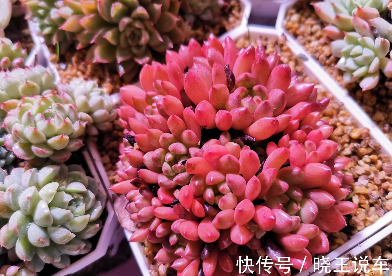 园艺新人小白可放心盆栽的多肉植物:红宝石,漂亮又好活