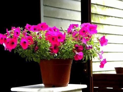 冬日浇花，牢记此4点，植物更容易活命