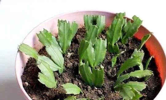 蟹爪兰扦插不生根做好这“几点”,长根快,新芽不断往外冒!