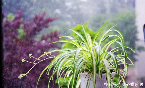 砰砰返青油亮亮|家里吊兰干尖黄叶,用这4招来改善,砰砰返青油亮亮