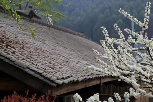 中年|春游眉山，这些赏花打卡地你去了吗