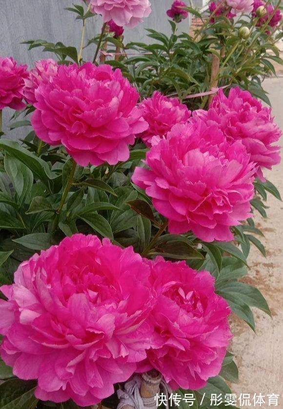 家里有小院子，三种花草不要种，容易泛滥招蛇虫，很多人都害怕